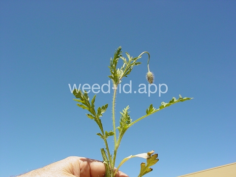 poppy, field
